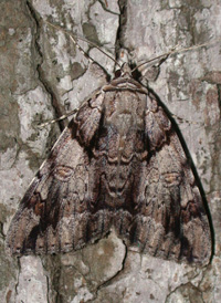 Widow Underwing Widow Underwing